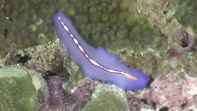 A vibrant blue flatworm moves smoothly across a coral reef, showcasing its graceful movements. The white and orange lines on its body stand out against the reef.