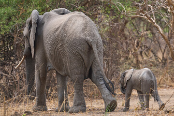 African Elephant (Loxodonta africana) with small calf in a wooded area of South Luangwa National Park, Zambia