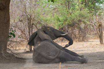 Group of African Elephant (Loxodonta africana) resting in a woodland in South Luangwa National Park, Zambia
