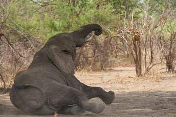 Group of African Elephant (Loxodonta africana) resting in a woodland in South Luangwa National Park, Zambia