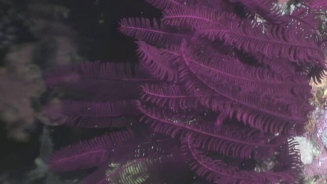 A vibrant purple sea lily sways gently on the ocean floor in the Philippines. This underwater marvel adds a splash of color to the deep.