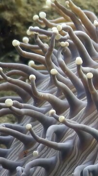 Close up underwater view of large stony Frogspawn Coral or Hammer Coral, Euphyllia ancora or Euphyllia divisa, in its natural habitat. Gentle currents sway coral in waters off Philippines.