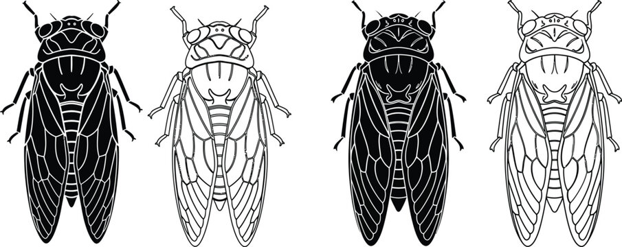Detailed illustration of different cicada species showcasing their unique body structures in silhouette