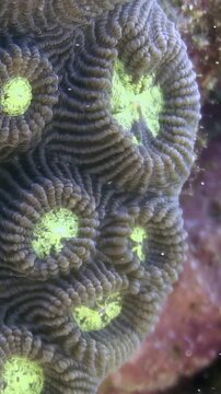 Experience the intricate details of a Favia or Favites coral, a colonial stone coral from the Faviidae family. Discover this underwater world in the Philippines.