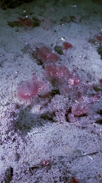 Explore a colony of Serpula Vermicularis, also known as red tube worms, filtering water for food. Observe these marine invertebrates in their natural habitat near the ocean floor.