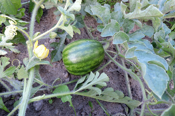 A watermelon growing in a garden, green leaves and a yellow flower