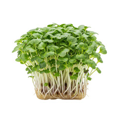 Naklejka premium Fresh green sprouts with water drops on black background