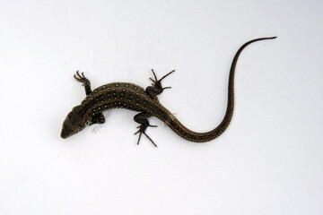 A male wild sand lizard isolated on white, top view