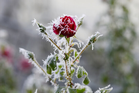 Close-up of a red rose bud covered in delicate ice crystals and rime during cold winter conditions. Frozen petals and hoarfrost create a striking contrast between vibrant color and icy natural texture