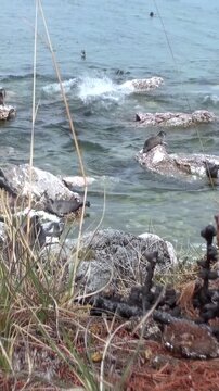 A group of Baikal seals, also known as nerpa, relax on rocks jutting from the calm waters of Lake Baikal during summertime. Some swim, others bask under the soft sun.