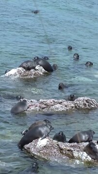 A group of Baikal seals, also known as Nerpa, are lounging on rocks and swimming in Lake Baikal. They are enjoying a sunny day at the world's deepest lake in Russia.