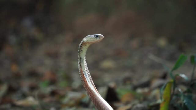 Cobra deadly serpent living on a dry leaf in the forestin nature	