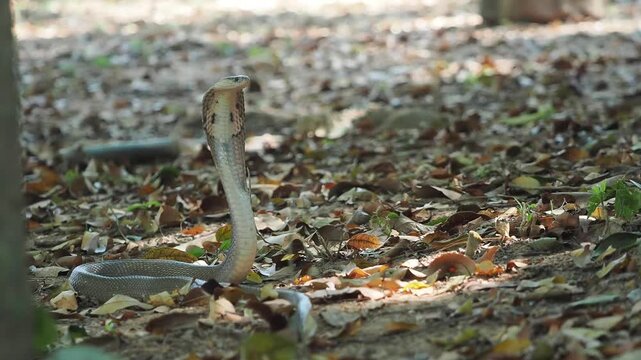Cobra deadly serpent living on a dry leaf in the forestin nature	