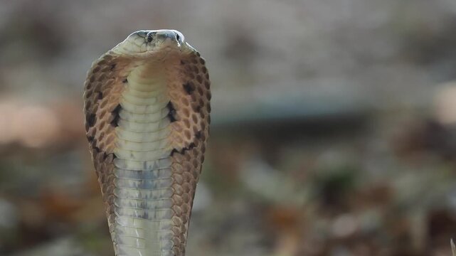 Cobra deadly serpent living on a dry leaf in the forestin nature	