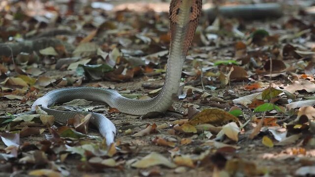 Cobra deadly serpent living on a dry leaf in the forestin nature	