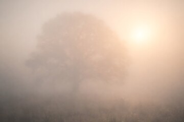 A blurred silhouette of a tree against a bright, hazy sunlit background.