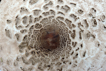 Macro shot of parasol mushroom cap texture with brown scales
