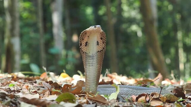 Cobra deadly serpent living on a dry leaf in the forestin nature	
