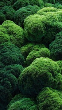 Green moss texture, soft and detailed, forest floor background