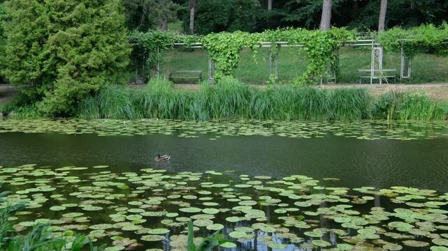Copenhagen, Zealand and Amager, Denmark - February 8, 2026: Pond with Lily Pads and Duck in Park, Calming Serene Nature Scene