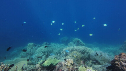 Coral reef and fish in tropical sea