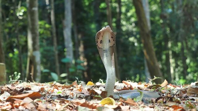 Cobra deadly serpent living on a dry leaf in the forestin nature	