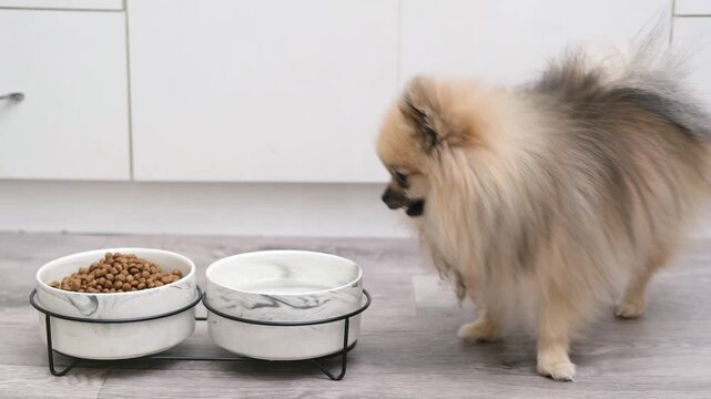 A cute Pomeranian dog lies near a bowl of food