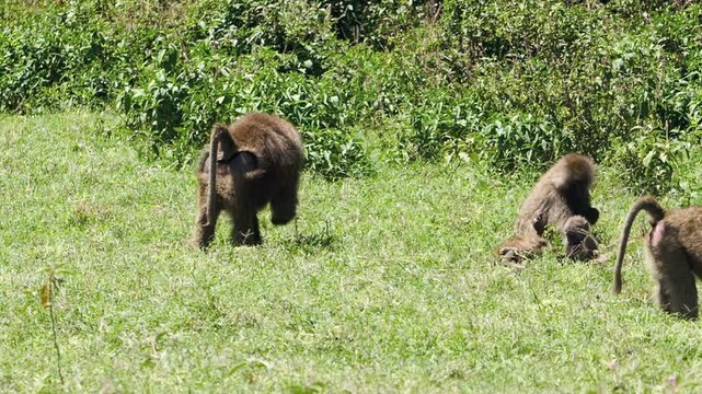 Baboons wander through lush green grasslands under the bright sun at Lake Nakuru, Kenya. They explore the vibrant habitat, moving with natural grace on a beautiful day.
