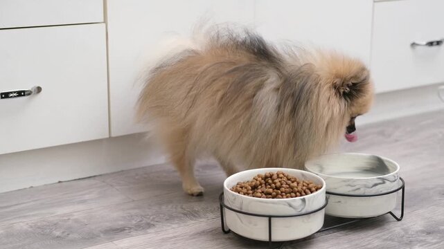 A cute Pomeranian dog lies near a bowl of food