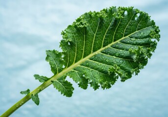 A large green leaf with a long stem against a blue background