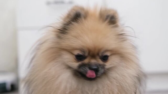 A cute Pomeranian dog stands on the floor at home