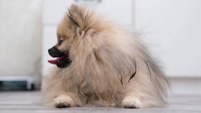 A cute Pomeranian dog stands on the floor at home