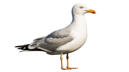 Obraz premium A seagull standing on one leg with its wings slightly spread out.