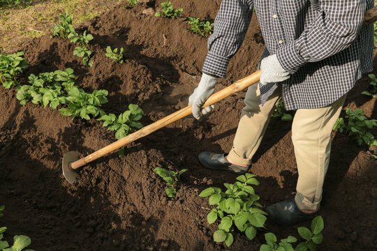 Growing organic potato plant in soil ground in garden. Farmer with hoe hilling in rows potatoes young plants on field on garden bed in sunlight
