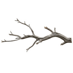 Fototapeta premium Dry tree branch
