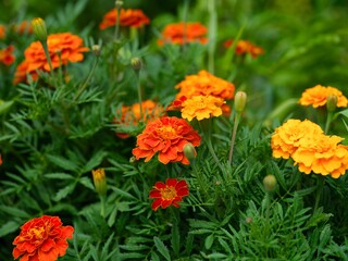 Beautiful tagetes (marigolds) plants flowering in the garden