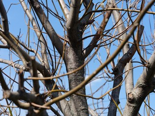 Close-up shot of bare tree branches against a clear blue sky.