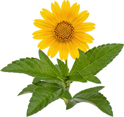 Obraz premium A vibrant yellow sunflower bloom with green leaves on transparent background