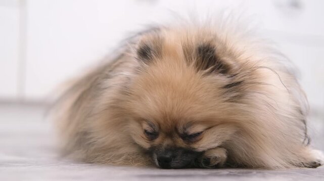 A cute Pomeranian dog stands on the floor at home