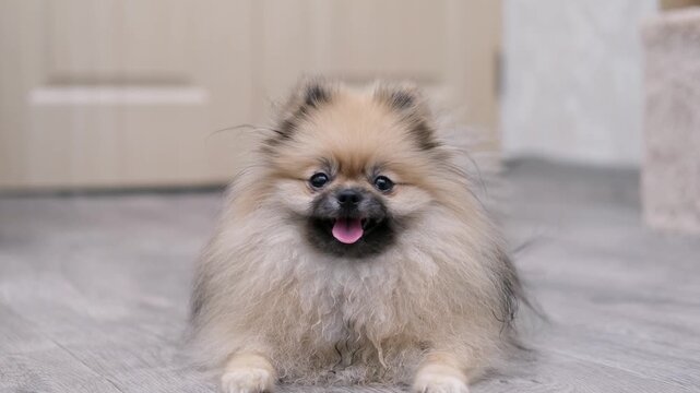 A cute Pomeranian dog stands on the floor at home