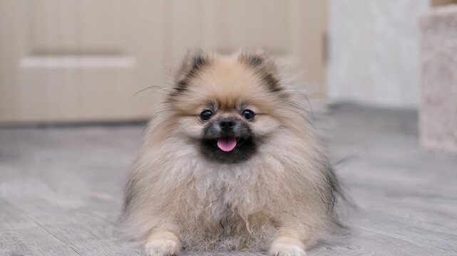 A cute Pomeranian dog stands on the floor at home