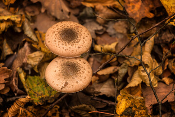 two close-up mushrooms in the autumn forest against the background of fallen leaves. Edible  honey fungus mushroom