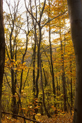 Autumn forest with yellowed trees and fallen leaves