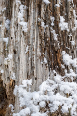 Obraz premium Close up texture of an old weathered tree trunk with insect holes covered in fresh white snow in winter. Deep natural wood grain and bark patterns in a mountain forest during the cold snowy season.