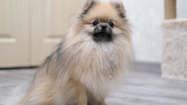 A cute Pomeranian dog stands on the floor at home