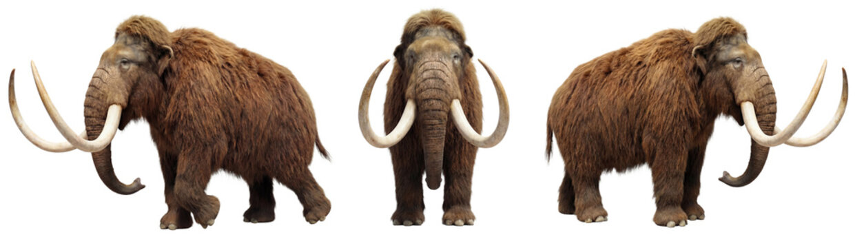 Woolly mammoth isolated on transparent background (PNG)