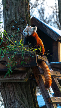 Red panda enjoys bamboo in a snowy treehouse