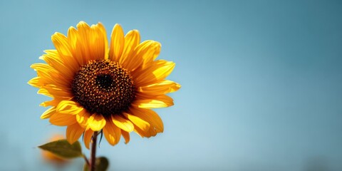Obraz premium Vibrant Sunflower with Golden Petals Against Clear Blue Sky