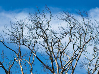 Fototapeta premium Bare tree branches stretch across a clear blue sky.