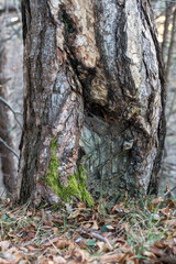 Fototapeta premium Detailed texture of a pine tree trunk with resin extraction cuts and green moss. Close up of old weathered bark with natural wood grain and sap in a forest, organic mountain botanical background.